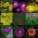 Carpobrotus Edulis